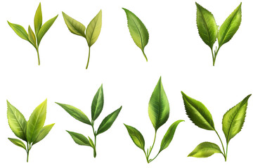 Collection of vibrant green tea leaves arranged on a transparent background showcasing their unique shapes and textures, ideal for culinary and design use in various contexts