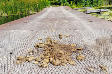 Horse manure on old rural bridge