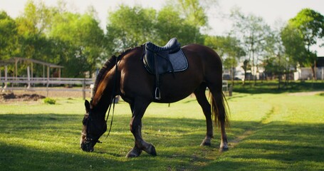 A horse grazes in a meadow on a sunny day. A saddled horse on a farm