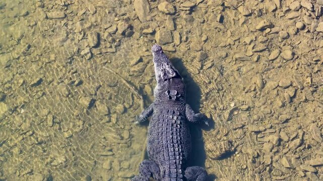 Aerial View of Crocodile in Shallow Waters