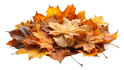 A pile of dry orange and brown maple leaves is isolated on transparent background