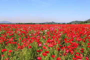 一面の真っ赤なポピー畑