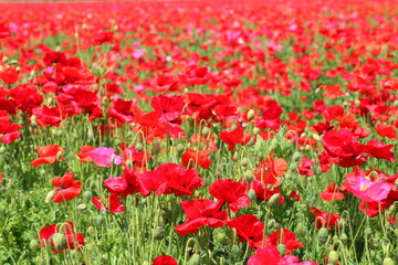 一面の真っ赤なポピー畑