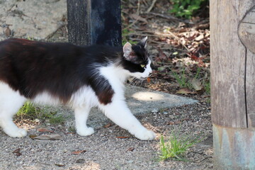 白地に黒い模様の野良猫