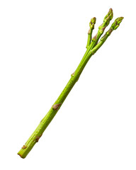 Fototapeta premium Fresh green asparagus stalk isolated on black background