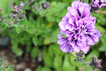 赤紫色の八重咲きのペチュニア