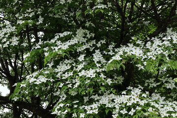ヤマボウシの白い花