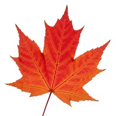 Obraz premium Autumn Leaves and Cozy Elements on White Background