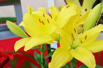 黄色いユリの花　ナッシュビル