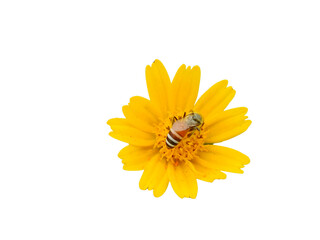 A bee with black and white stripes on its abdomen is perched on the center of a bright yellow flower collecting nectar.