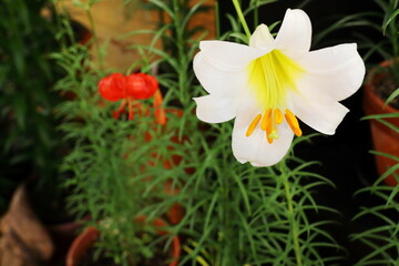 赤い花を咲かせる希少品種のユリ　松の光