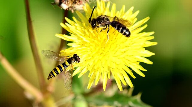  the long hoverfly and a wild bee on yellow flower in a German garden in summer
