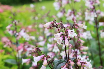 小さな白とピンクの花を咲かせる黒い茎のペンステモン