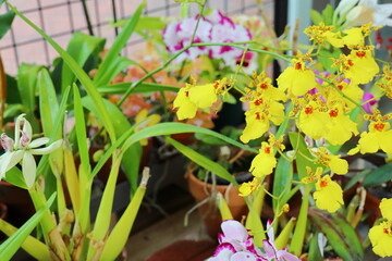 黄色いオンシジウムの花