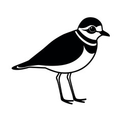 semipalmated plover