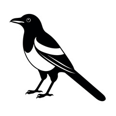 yellow billed magpie