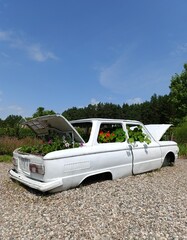 an unusual flower bed, an old car as a flower bed, a botanical garden
