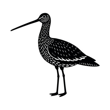 bar tailed godwit