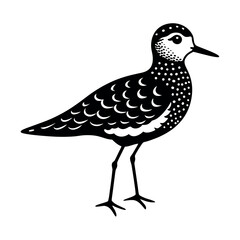black bellied plover