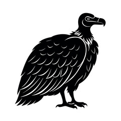 black vulture