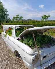 an unusual flower bed, an old car as a flower bed, a botanical garden