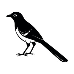 california scrub jay