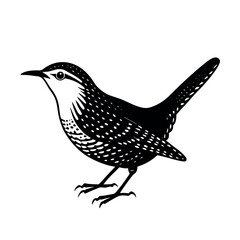 canyon wren