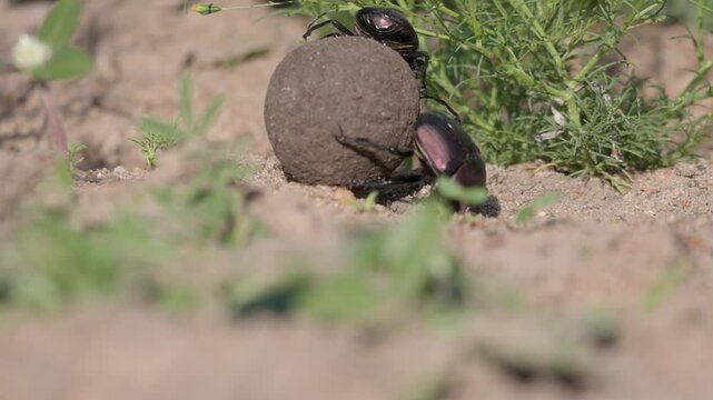 Dung beetle rolls ball with mate on it, low angle close up macro