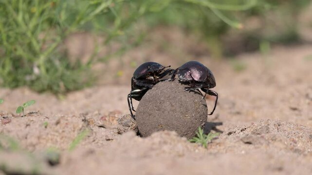 Macro close-up of dung beetle pair rolling dung ball over sandy ground