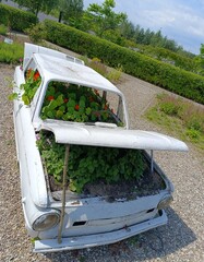 an unusual flower bed, an old car as a flower bed, a botanical garden
