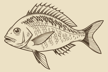 Engraved Dorado Fish – Vintage Line Art Print