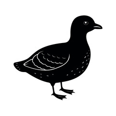 cassin s auklet