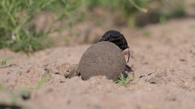 Amusing: Funny dung beetle falls off ball while rolling it, macro view