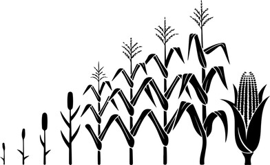  Corn Plant Silhouette Growing in Field | Vector Art Illustration