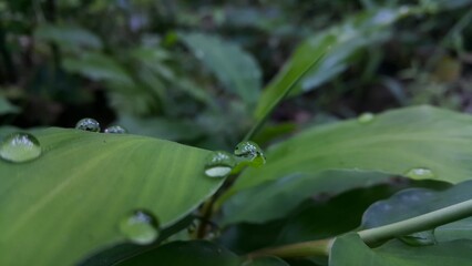 Fresh green leaf with water drop, relaxation nature concept. Shot in a tropical rainforest.