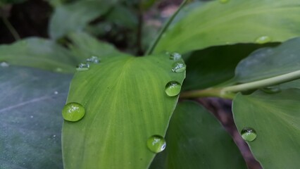 Fresh green leaf with water drop, relaxation nature concept. Shot in forest. Perfect for documentaries about tropical rainforests and World Environment Day on June 5th.

