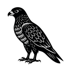 common buzzard