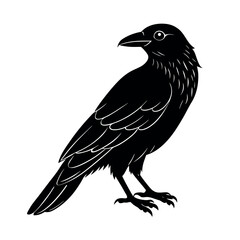 common raven