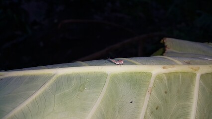 Scolypopa australis on leaf. Perfect for documentaries about tropical rainforests and World...