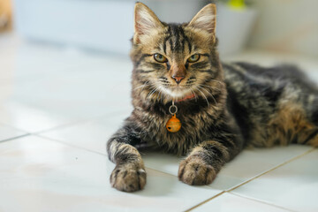 A furry domestic kitten with beautiful eyes is looking up for a portrait on a floor