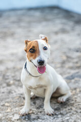 A cute young Jack Russell Terrier puppy stands happy in a studio on a white background