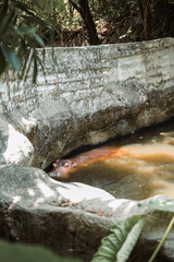Red raw snapper fish on ice with hippopotamus in the water