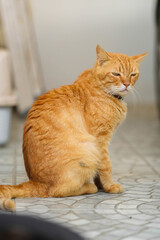 A playful cat is sitting on a table near a window, captured in a delightful portrait