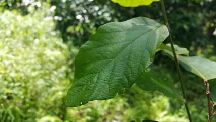 Dark green leaf background. Shot in forest. Suitable for documentaries in tropical rainforests and World Nature Conservation Day on July 28th.