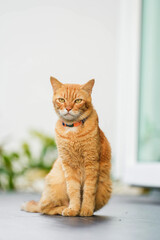 Adorable domestic feline with striking green eyes is perched on a wooden table, its orange fur catching the light