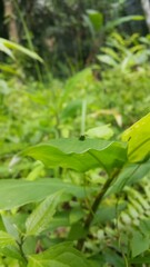 Green rounded Planthopper.Perfect for documentaries about tropical rainforests and World Wildlife...