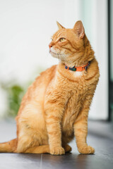 Adorable domestic feline with striking green eyes is perched on a wooden table, its orange fur catching the light