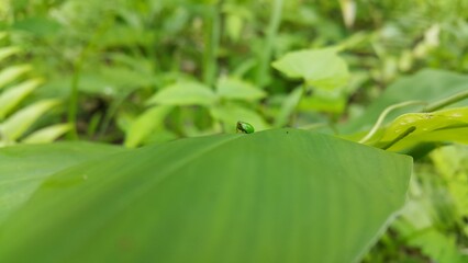 Green rounded Issid Planthopper perched on a leaf. Shot in jungle. This odd little planthopper is known from Sumatra and Java (west&central).