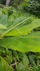 Green rounded Issid Planthopper perched on a leaf. Shot in jungle. This odd little planthopper is known from Sumatra and Java (west&central).