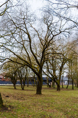 Bare trees stand quietly in a city park during a cloudy winter afternoon. Still trees in winter park, calm mood, eye-level shot, suburban scene, concept: solitude, seasons change, quiet city moments.